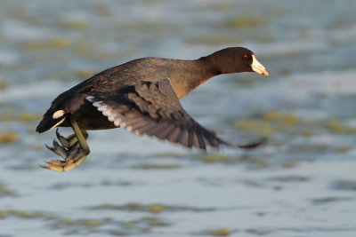 American Coot