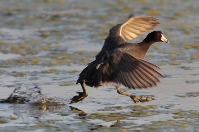 American Coot