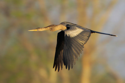 Anhinga