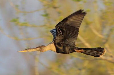 Anhinga