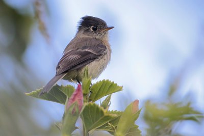 Black-capped Flycatcher