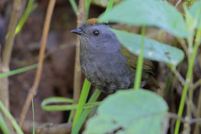 Wrenthrush (Zeledonia)