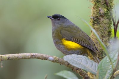 Black-and-yellow Silky-Flycatcher
