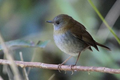 Black-billed Nightingale-Thrush