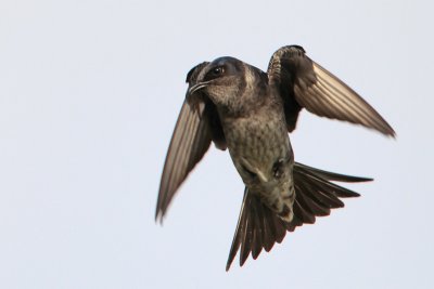 Purple Martin