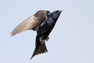 Purple Martin