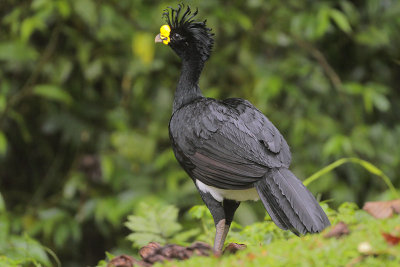 Great Curassow