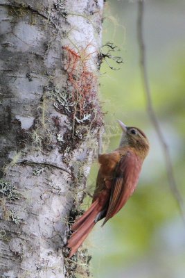 Ruddy Treerunner