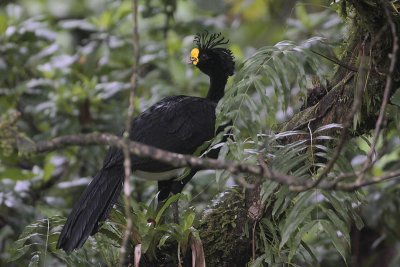 Great Curassow