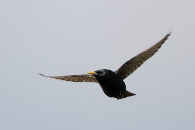 European Starling