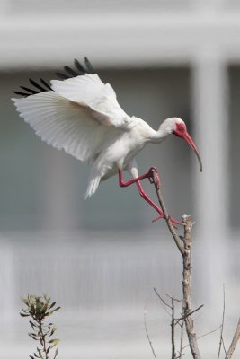 White Ibis