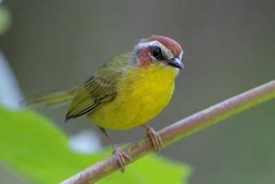 Rufous-capped Warbler