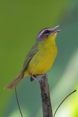 Rufous-capped Warbler