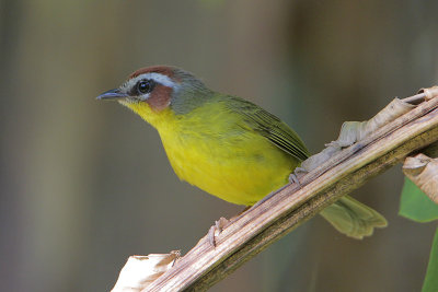 Rufous-capped Warbler