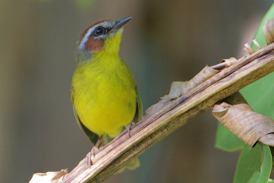 Rufous-capped Warbler