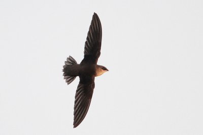 Chimney Swift