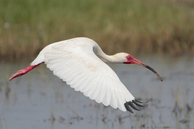 White Ibis