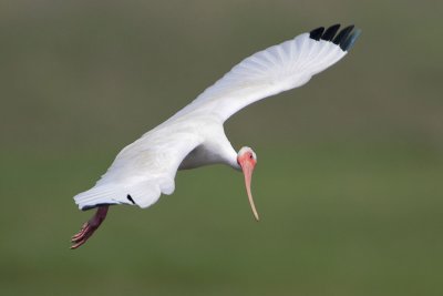 White Ibis