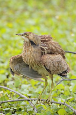 American Bittern