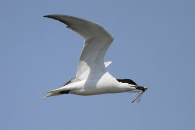 Gull-billed Tern