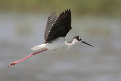 Black-necked Stilt