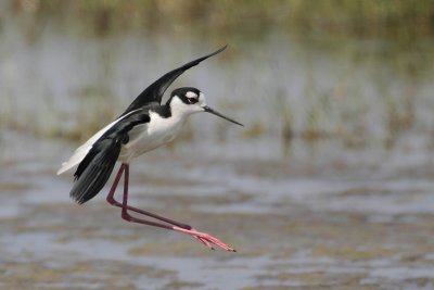 Black-necked Stilt