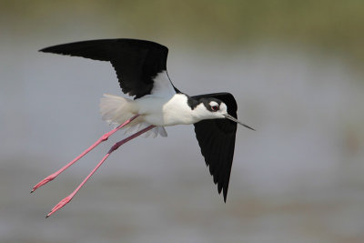 Black-necked Stilt