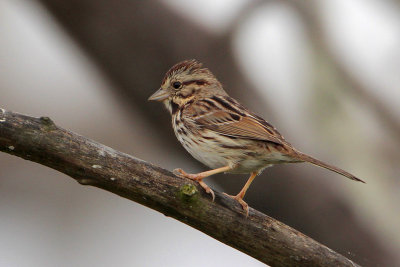 Song Sparrow