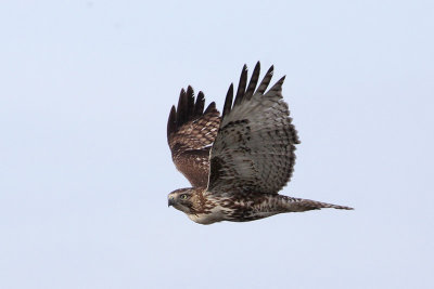 Red-tailed Hawk