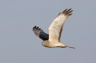 Northern Harrier