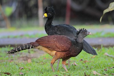 Great Curassow