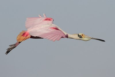 Roseate Spoonbill