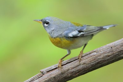 Northern Parula