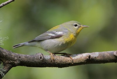 Northern Parula