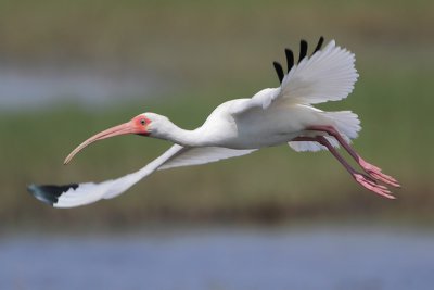 White Ibis