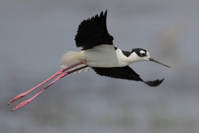 Black-necked Stilt