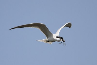 Gull-billed Tern