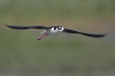 Black-necked Stilt
