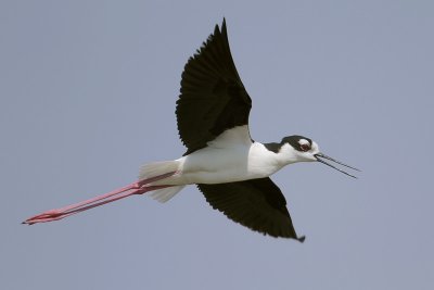 Black-necked Stilt