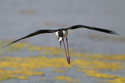 Black-necked Stilt