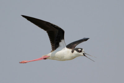 Black-necked Stilt