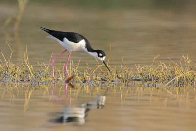 Black-necked Stilt
