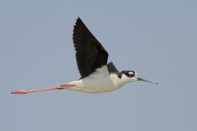 Black-necked Stilt