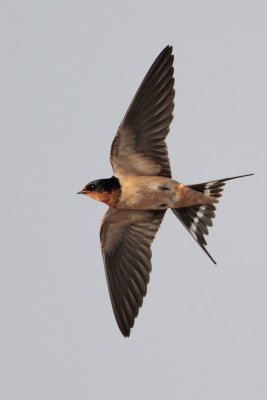 Barn Swallow