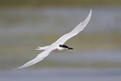 Gull-billed Tern