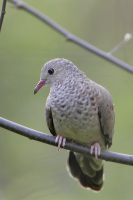 Common Ground-Dove