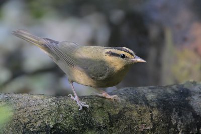 Worm-eating Warbler