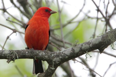 Scarlet Tanager