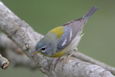 Northern Parula