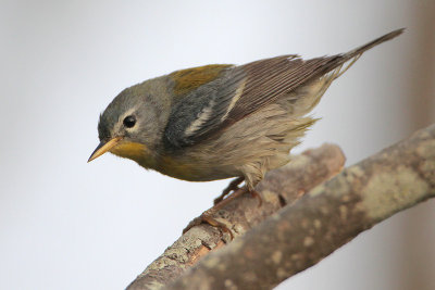 Northern Parula